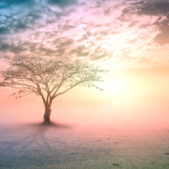 Transcend Header Website (3)